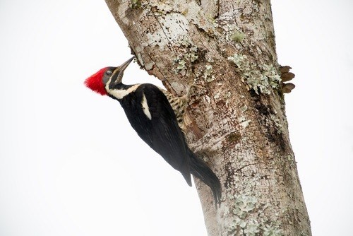 shutterstock_253499062